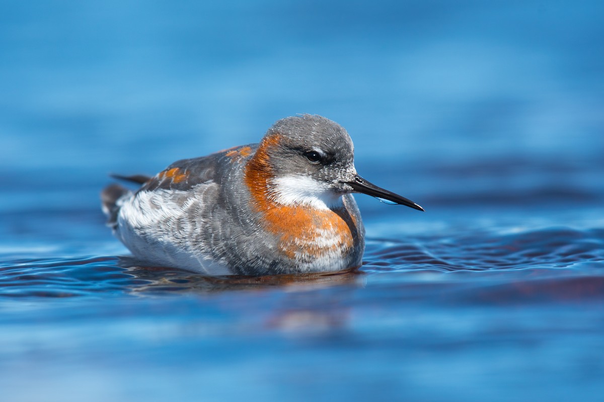 Red-necked Phalarope - ML337774891