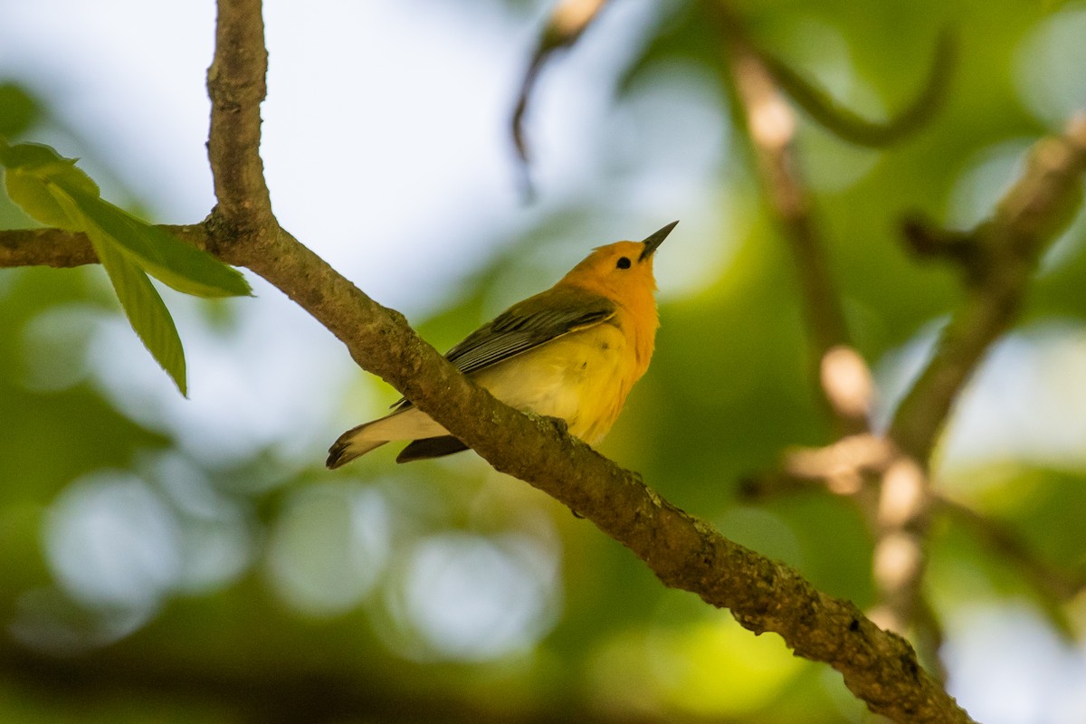 Prothonotary Warbler - ML337774951