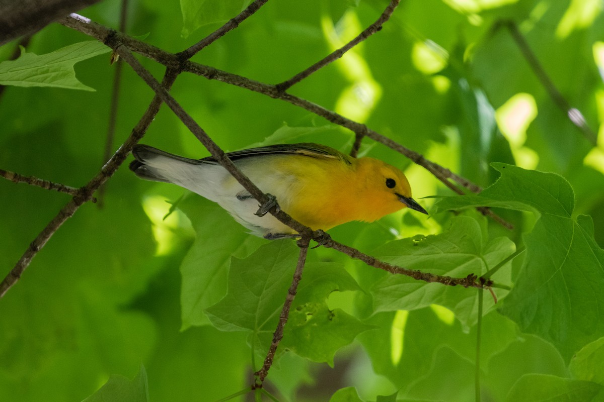 Prothonotary Warbler - ML337775161