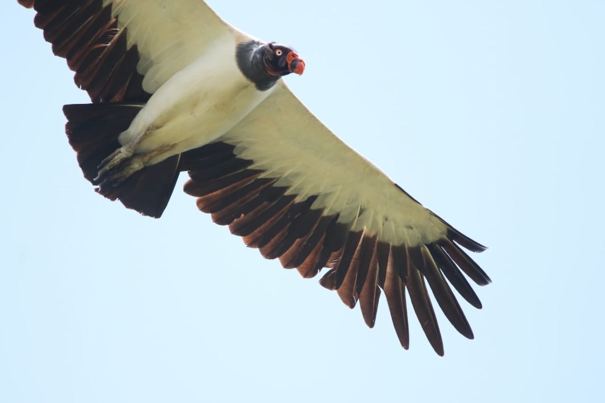 King Vulture - Isael Mai