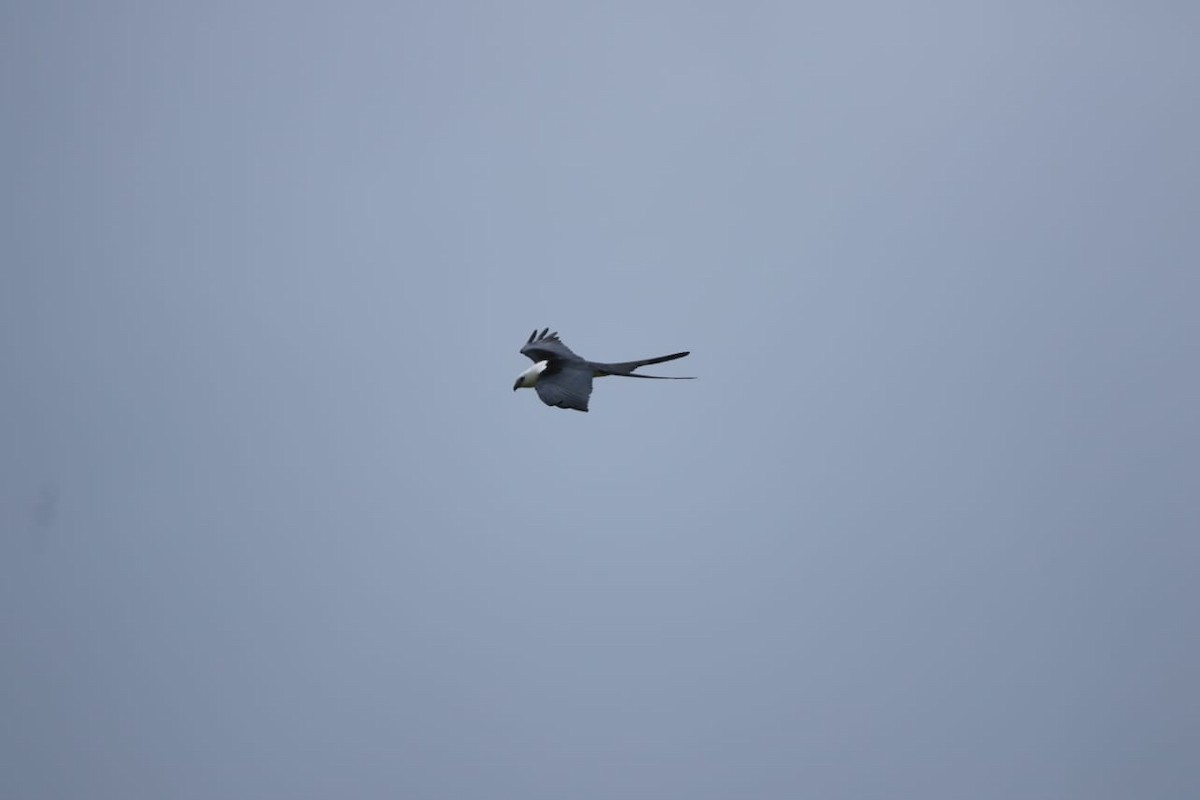 Swallow-tailed Kite - Isael Mai