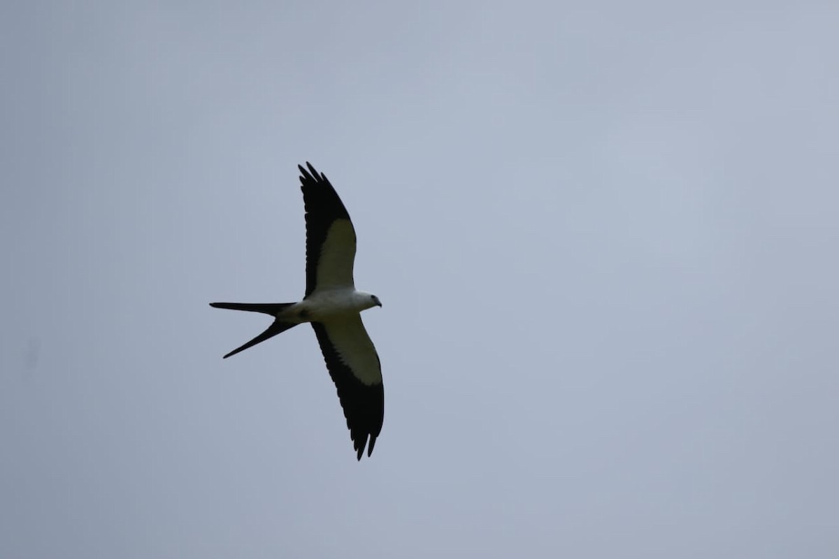 Swallow-tailed Kite - Isael Mai