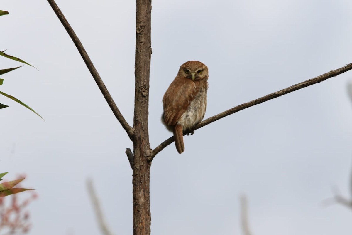 Ferruginous Pygmy-Owl - ML337775641