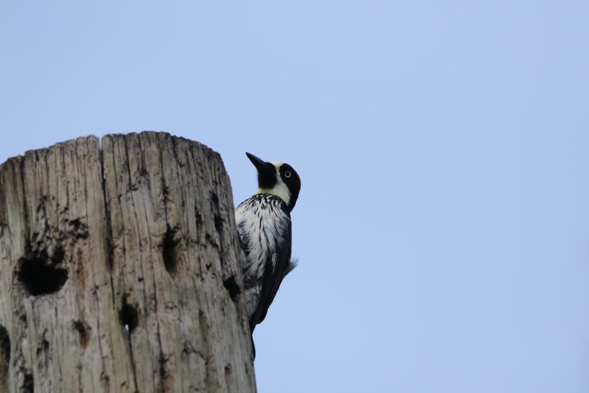 Acorn Woodpecker - Isael Mai