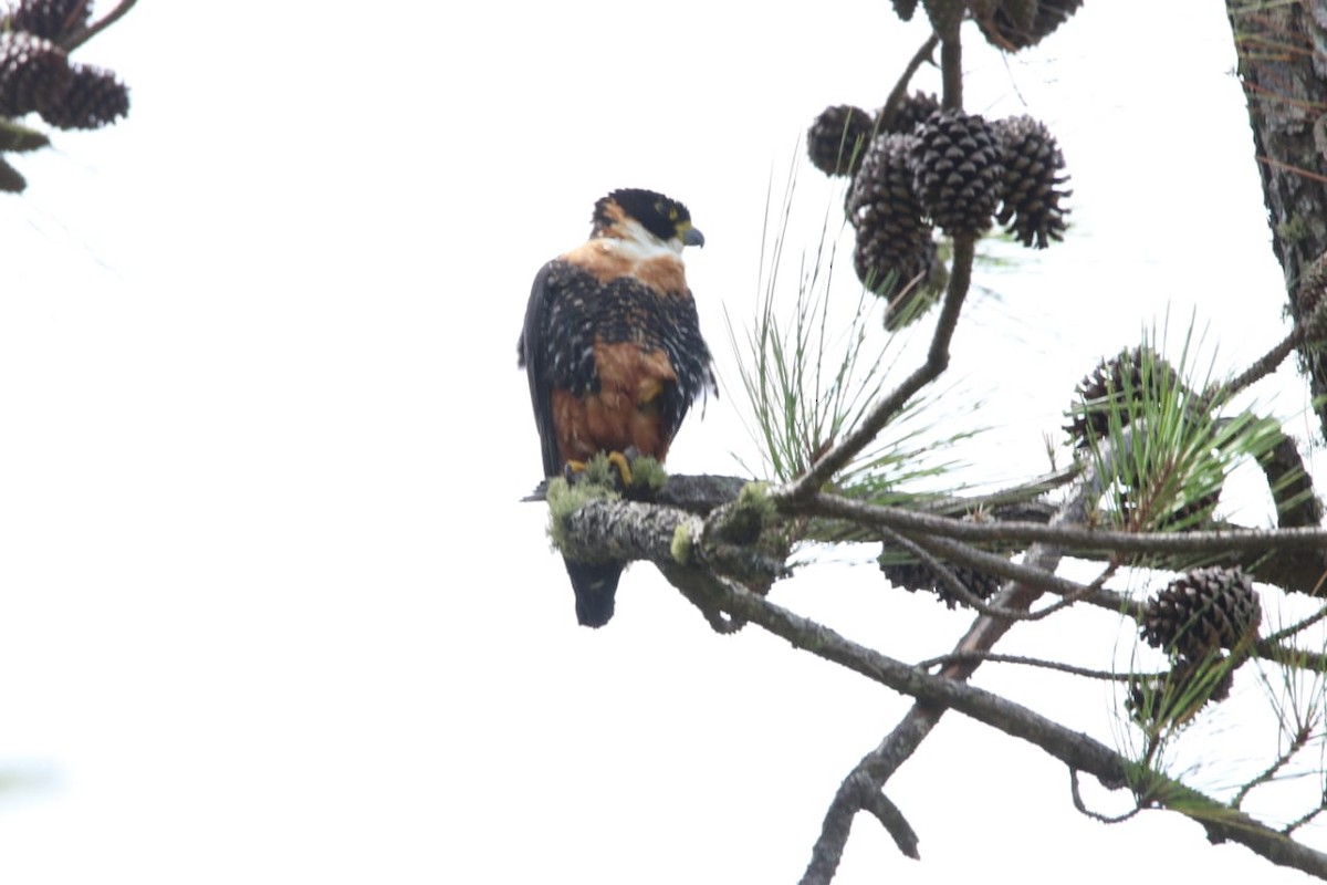 Orange-breasted Falcon - Isael Mai