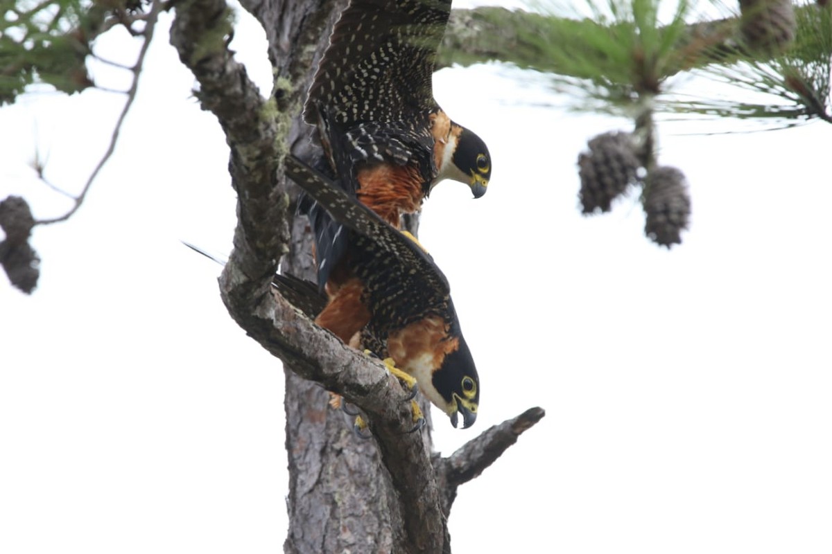 Orange-breasted Falcon - Isael Mai