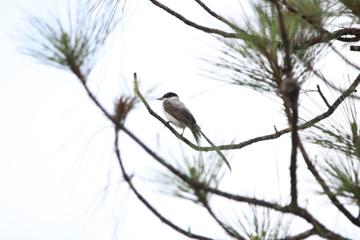 Fork-tailed Flycatcher - Isael Mai