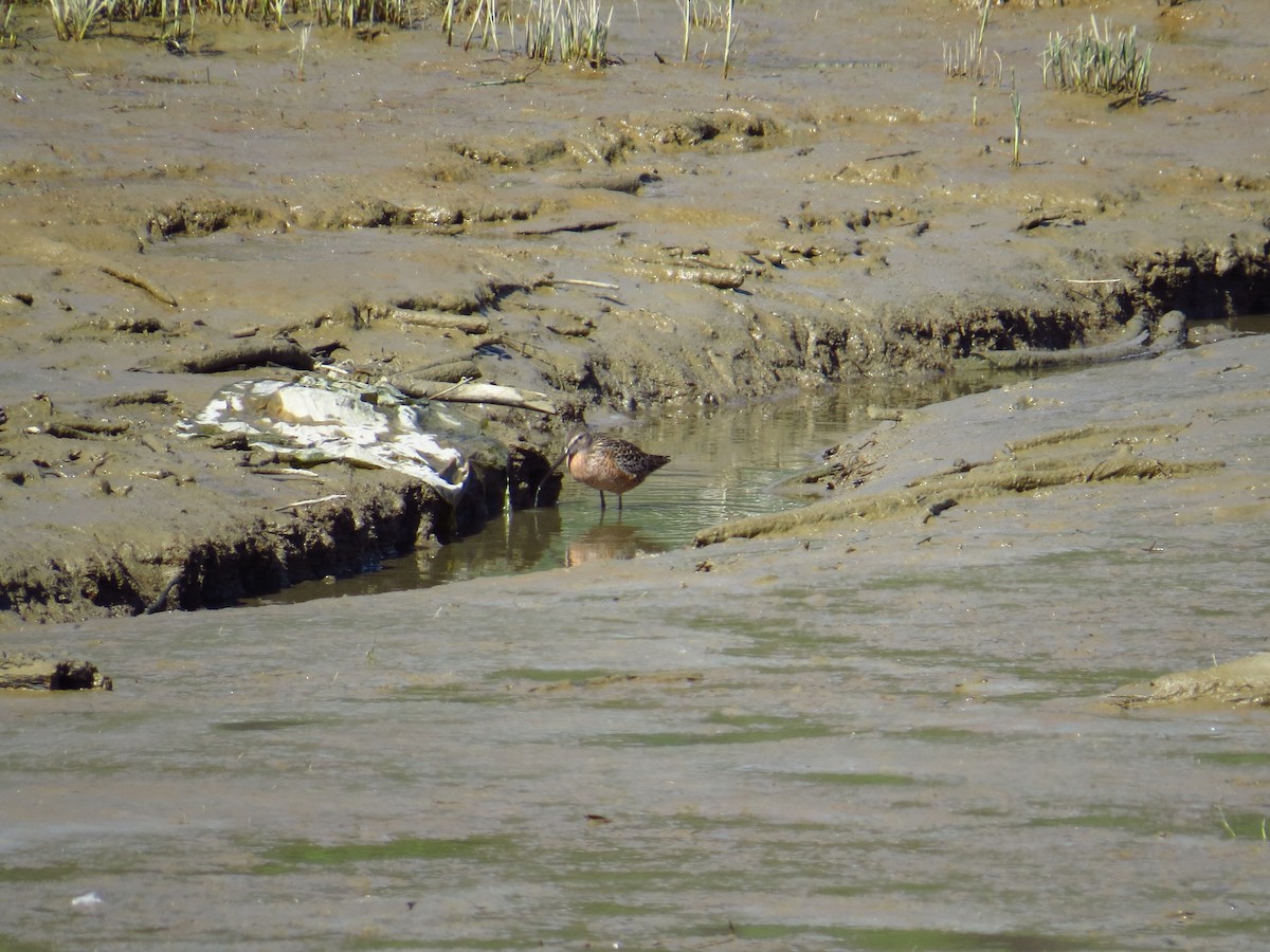 Long-billed Dowitcher - ML337778171