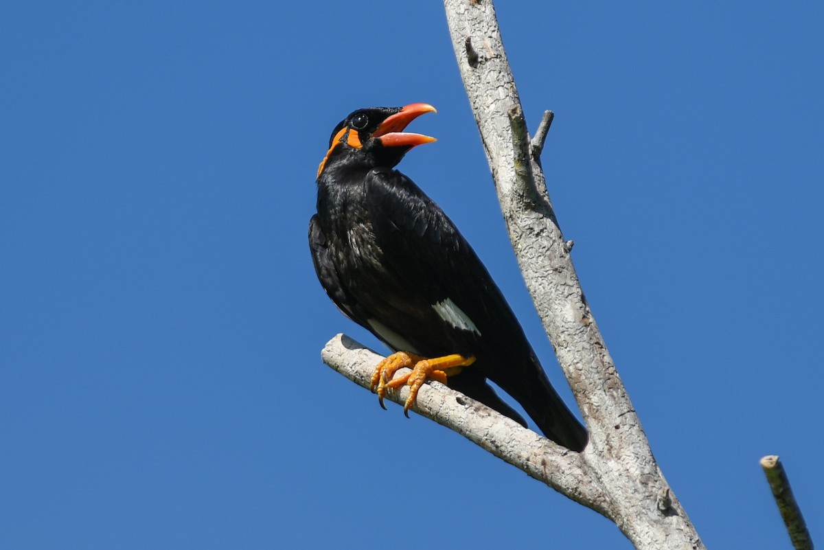 Common Hill Myna - Mike Charest