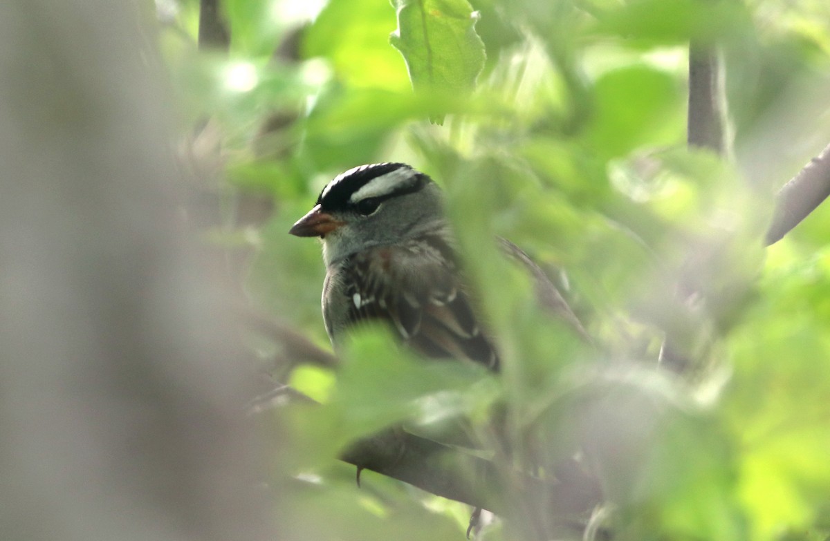White-crowned Sparrow - ML337788511