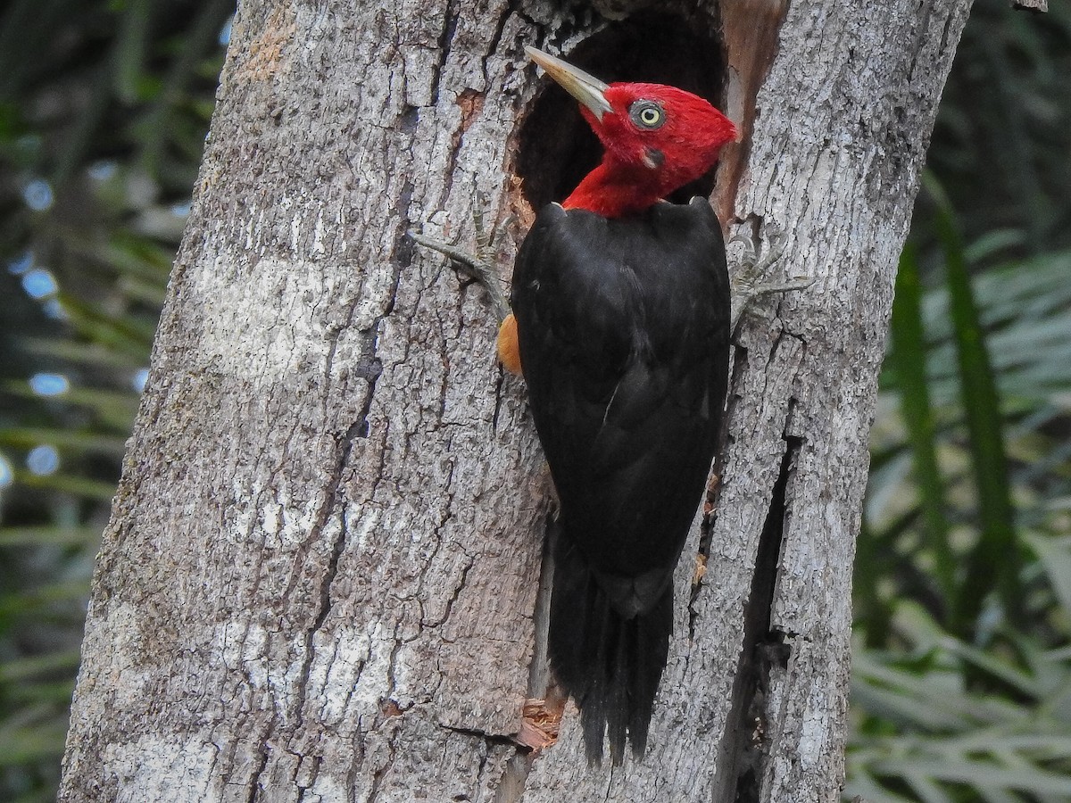 Red-necked Woodpecker - ML337789031