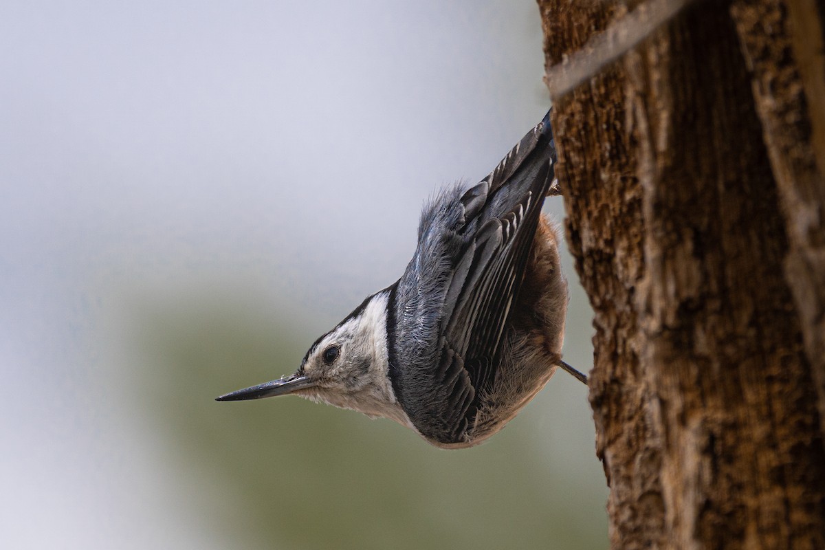 White-breasted Nuthatch - ML337789121