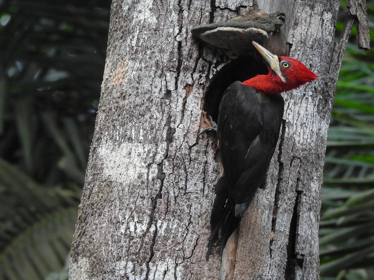 Red-necked Woodpecker - ML337789171