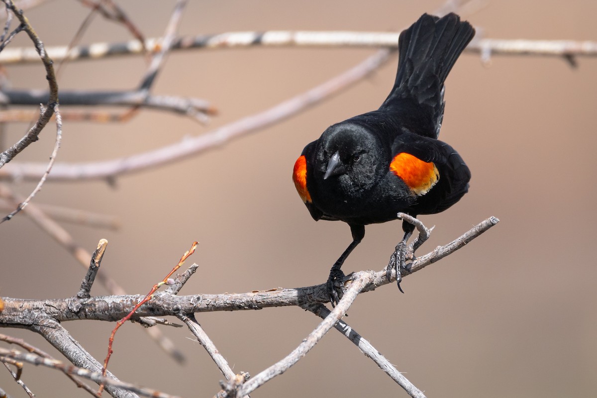 Red-winged Blackbird - Drew  Kelly