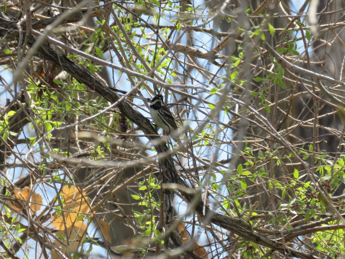 Black-throated Gray Warbler - ML337790681
