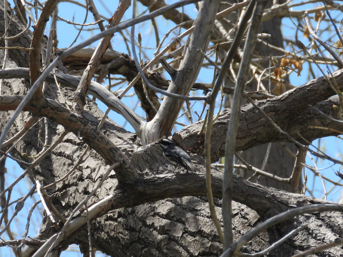Black-throated Gray Warbler - ML337790821