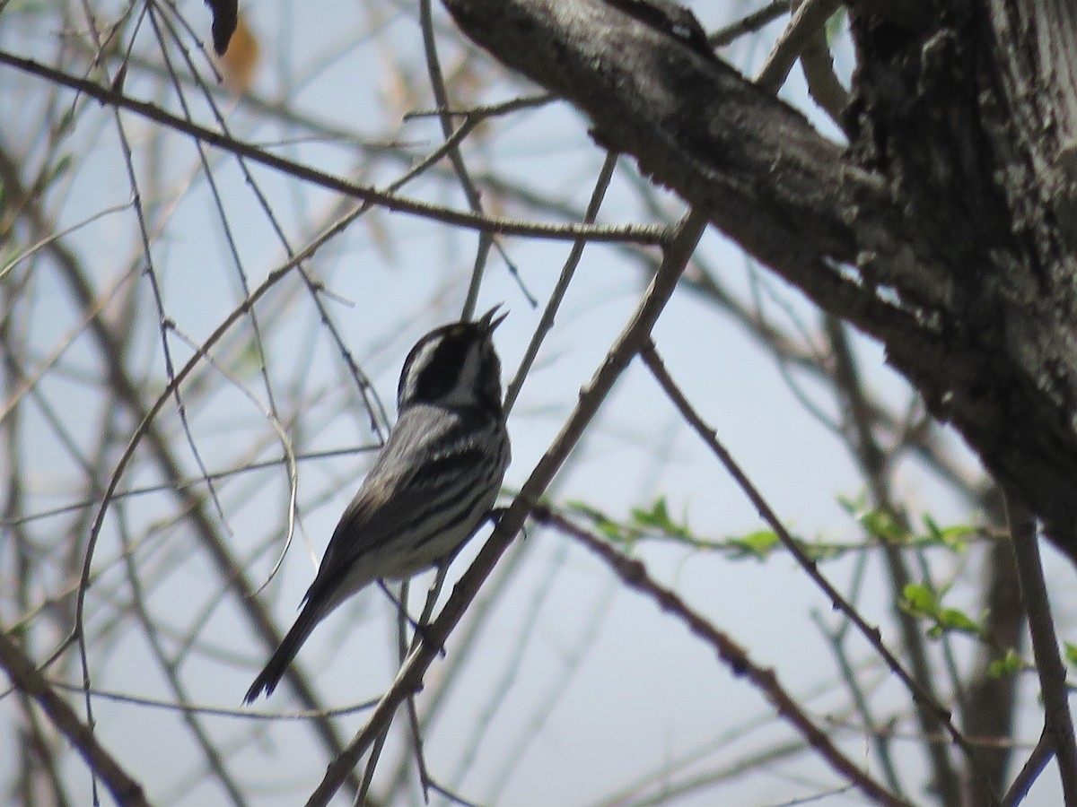 Black-throated Gray Warbler - ML337793311