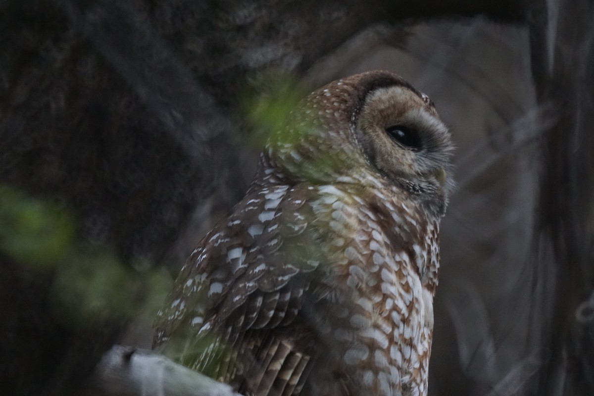 Spotted Owl (Mexican) - ML337794311