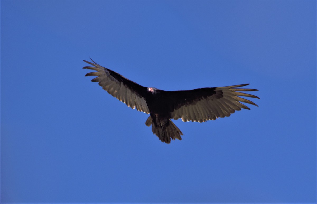 Turkey Vulture - ML337795441