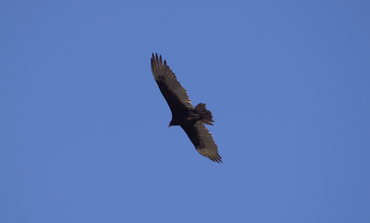 Turkey Vulture - ML337795541