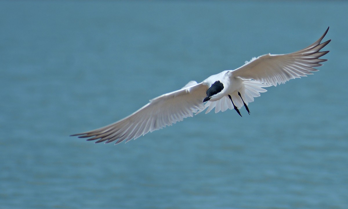Gull-billed Tern - Jorge Dangel