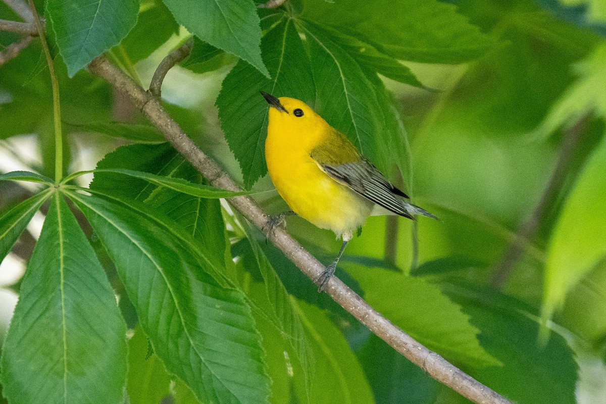 Prothonotary Warbler - ML337809781