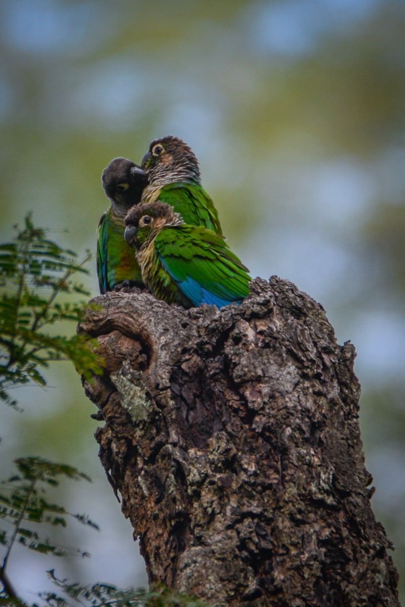 Green-cheeked Parakeet - ML337810961