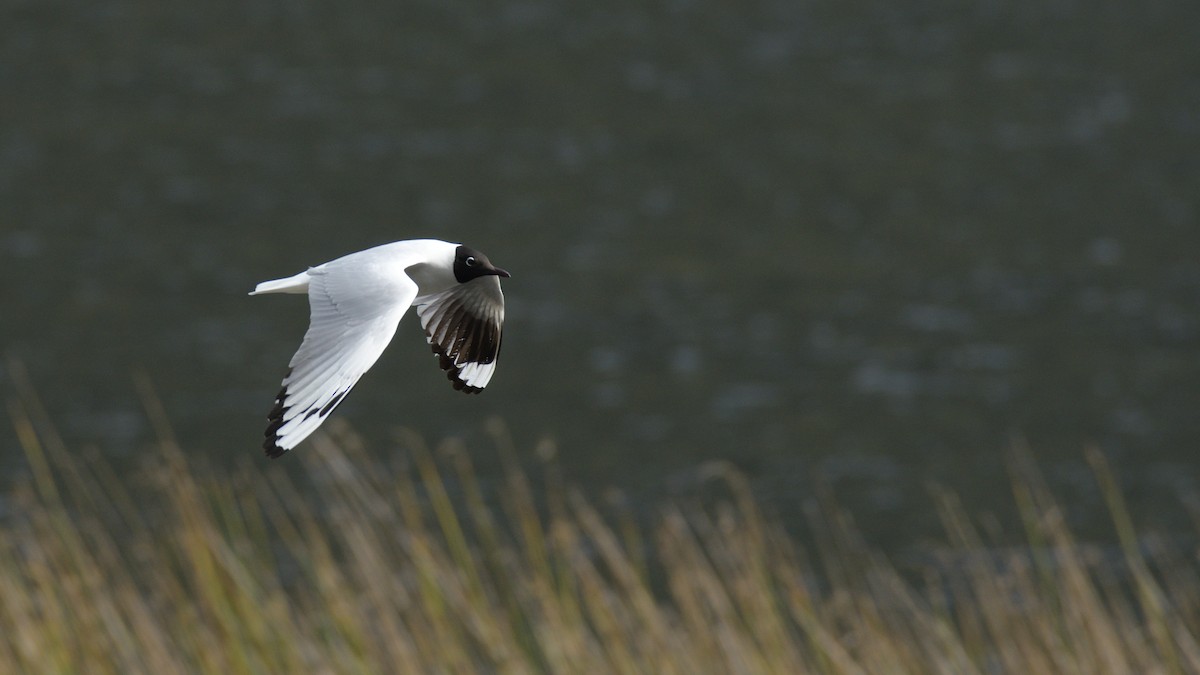 Andean Gull - Miguel Aguilar @birdnomad