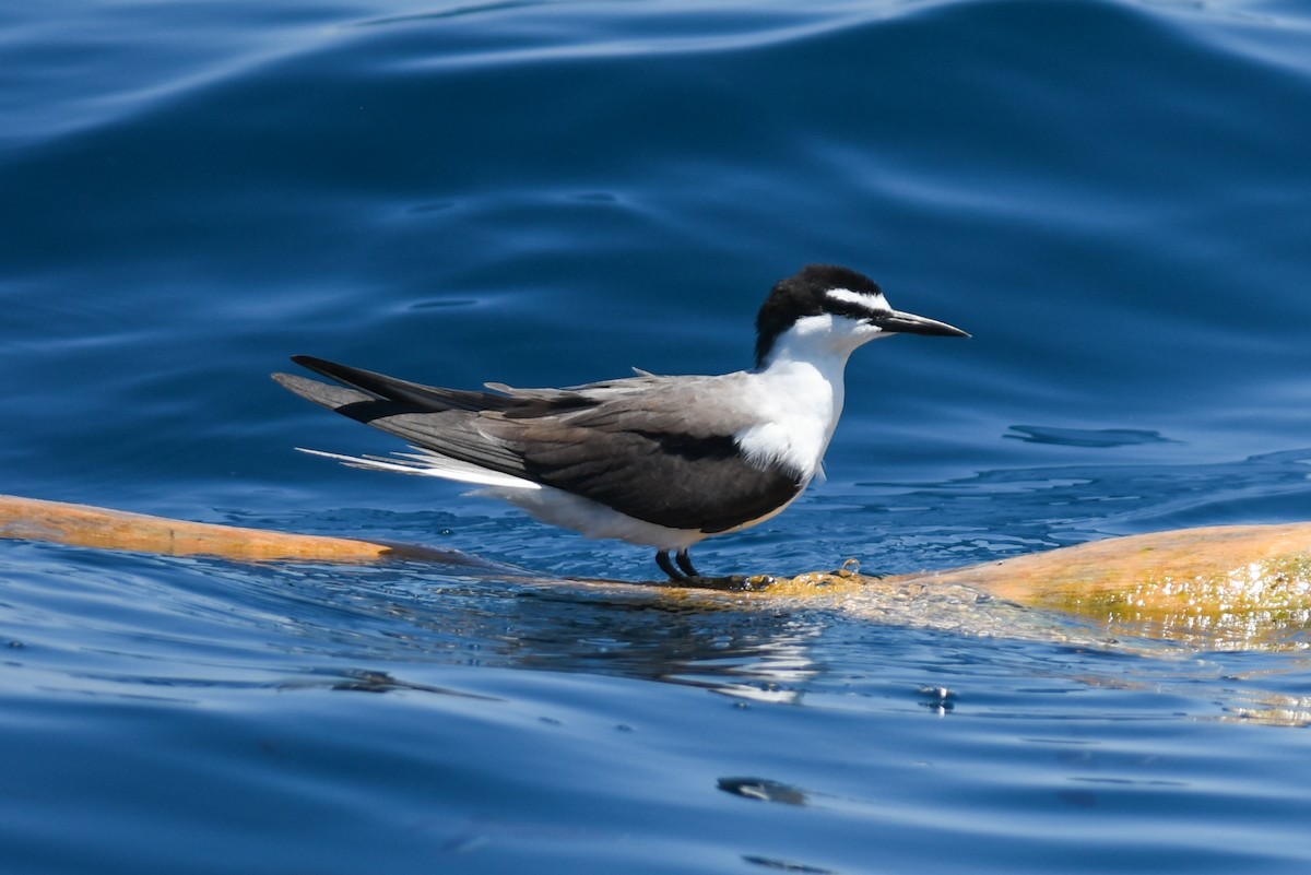 Bridled Tern - Mike Charest
