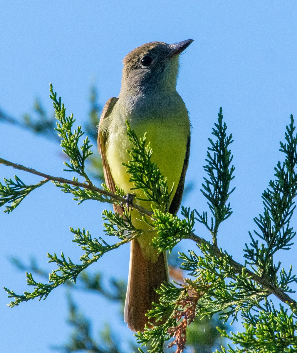 Great Crested Flycatcher - ML337811681