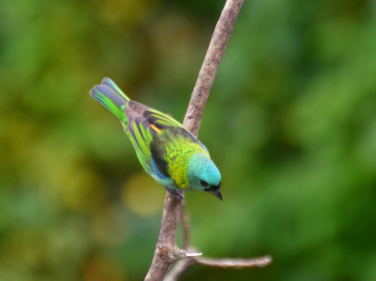Green-headed Tanager - ML337812211