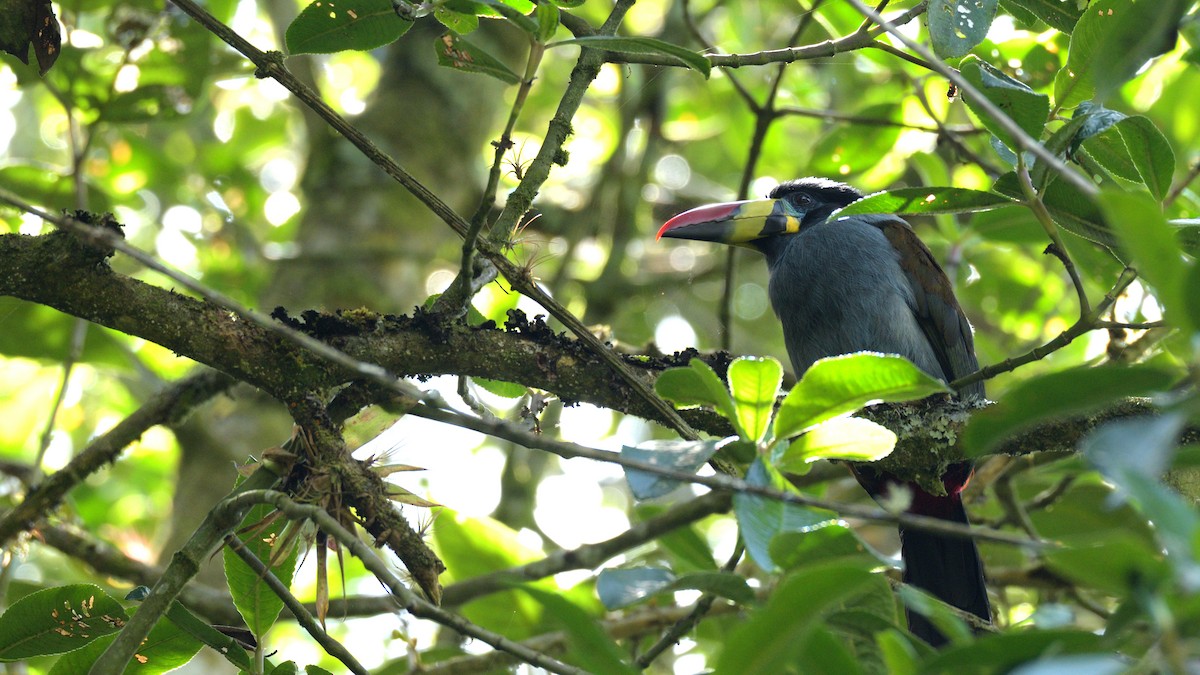 Gray-breasted Mountain-Toucan - ML337814431
