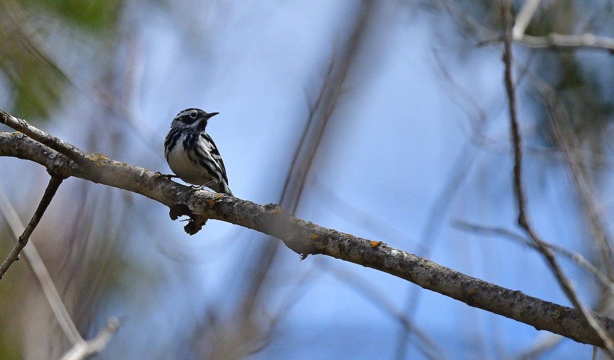 Black-and-white Warbler - ML337817241