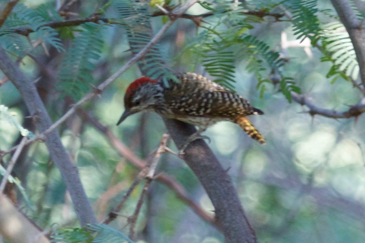 Cardinal Woodpecker - ML33782271
