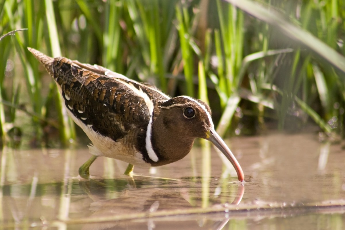 South American Painted-Snipe - ML337824551