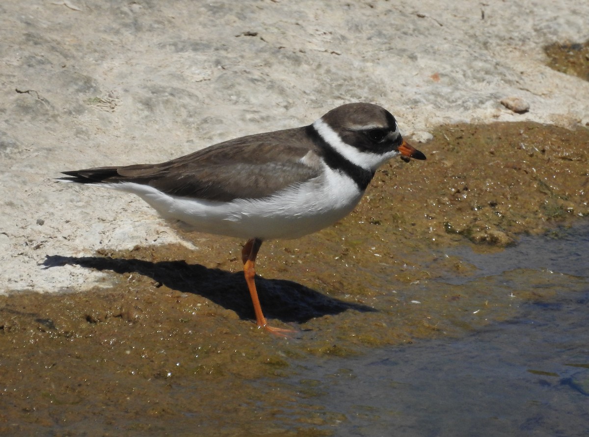 Common Ringed Plover - ML337830001