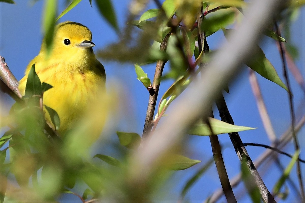 Yellow Warbler - Paul Herwood