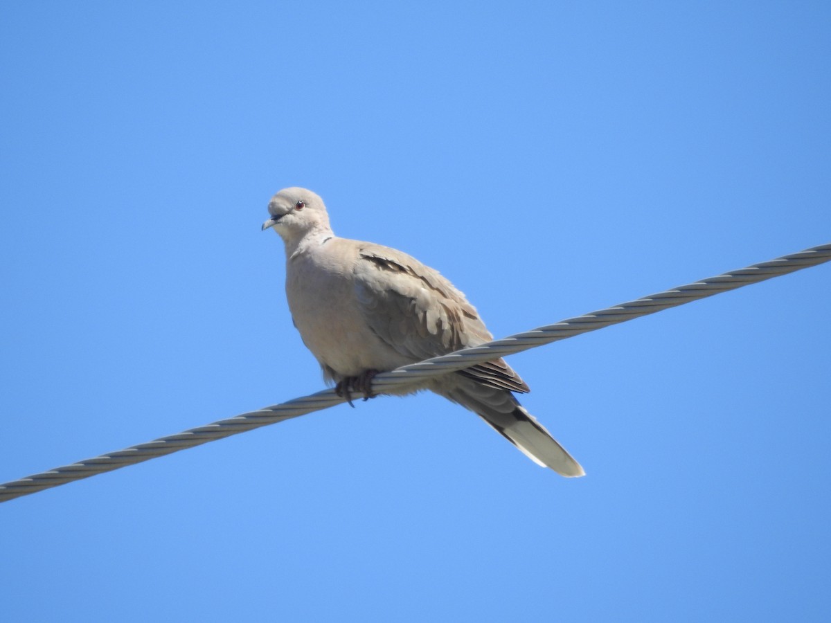 Eurasian Collared-Dove - ML337830881