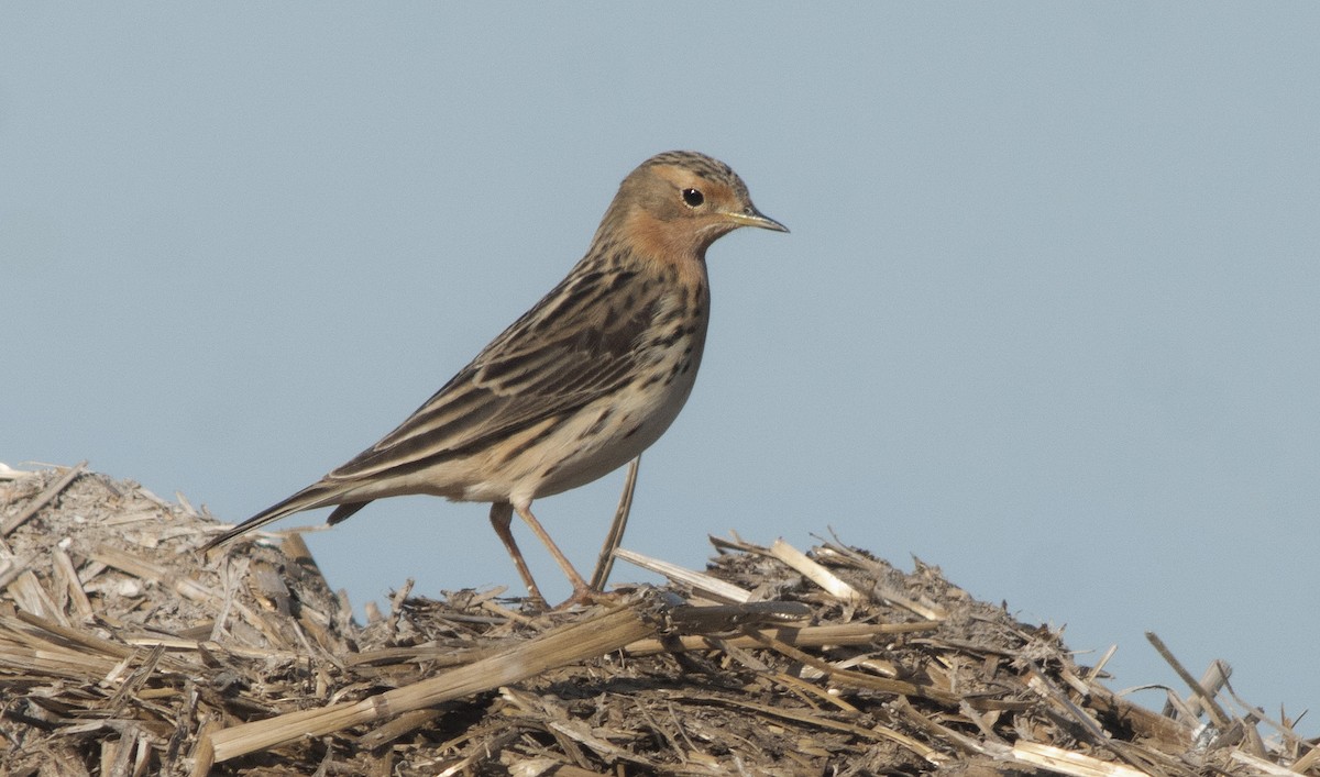 Red-throated Pipit - ML337831531