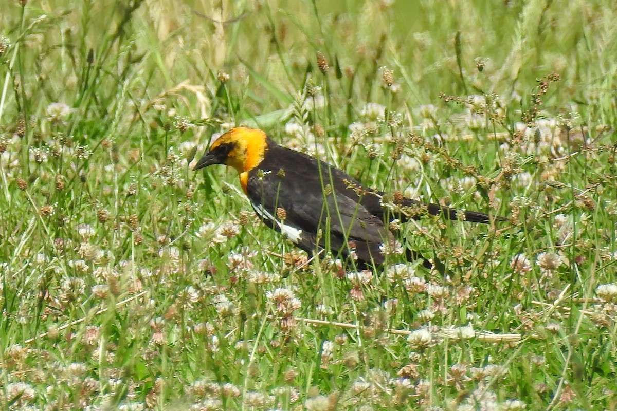 Yellow-headed Blackbird - ML337832101