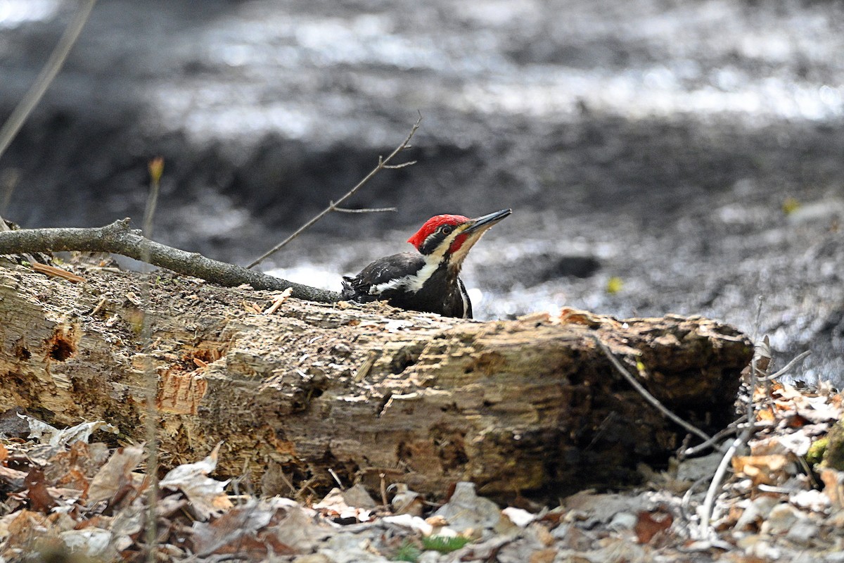 Pileated Woodpecker - ML337835461