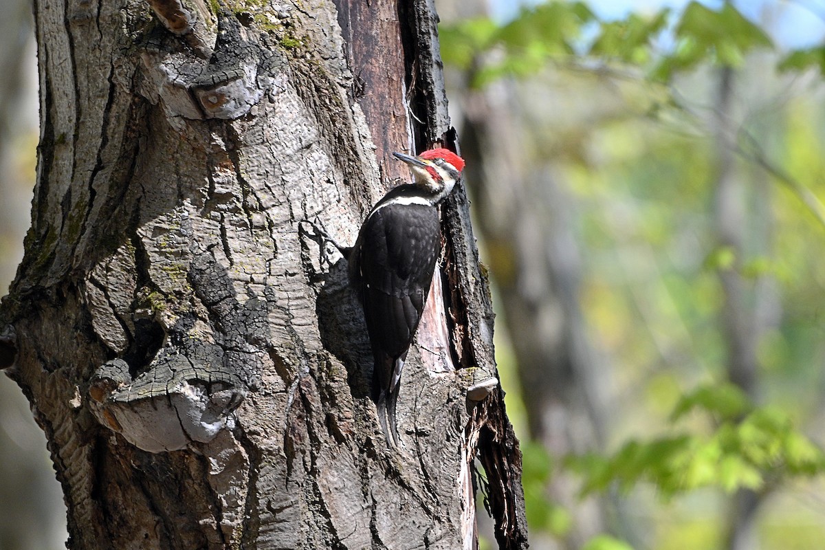 Pileated Woodpecker - ML337835491