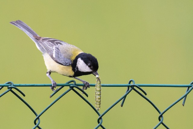 Feeding on a caterpillar. - Great Tit - 