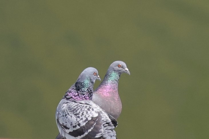 Сизый голубь (Одомашненного типа) - ML337838871