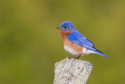 Eastern Bluebird - Sialia sialis