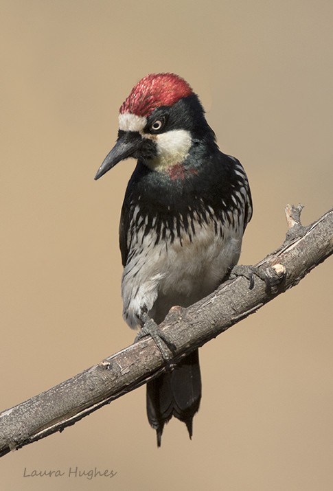 Acorn Woodpecker - laura hughes