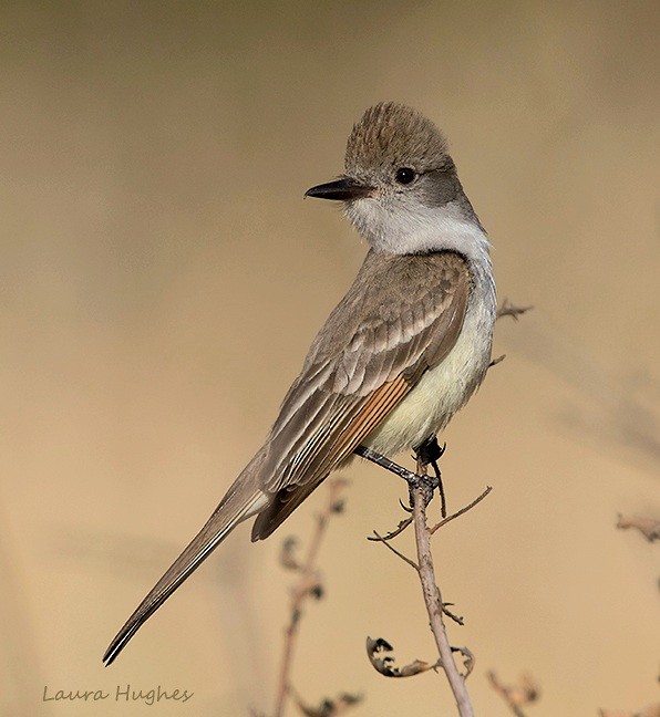 Ash-throated Flycatcher - laura hughes