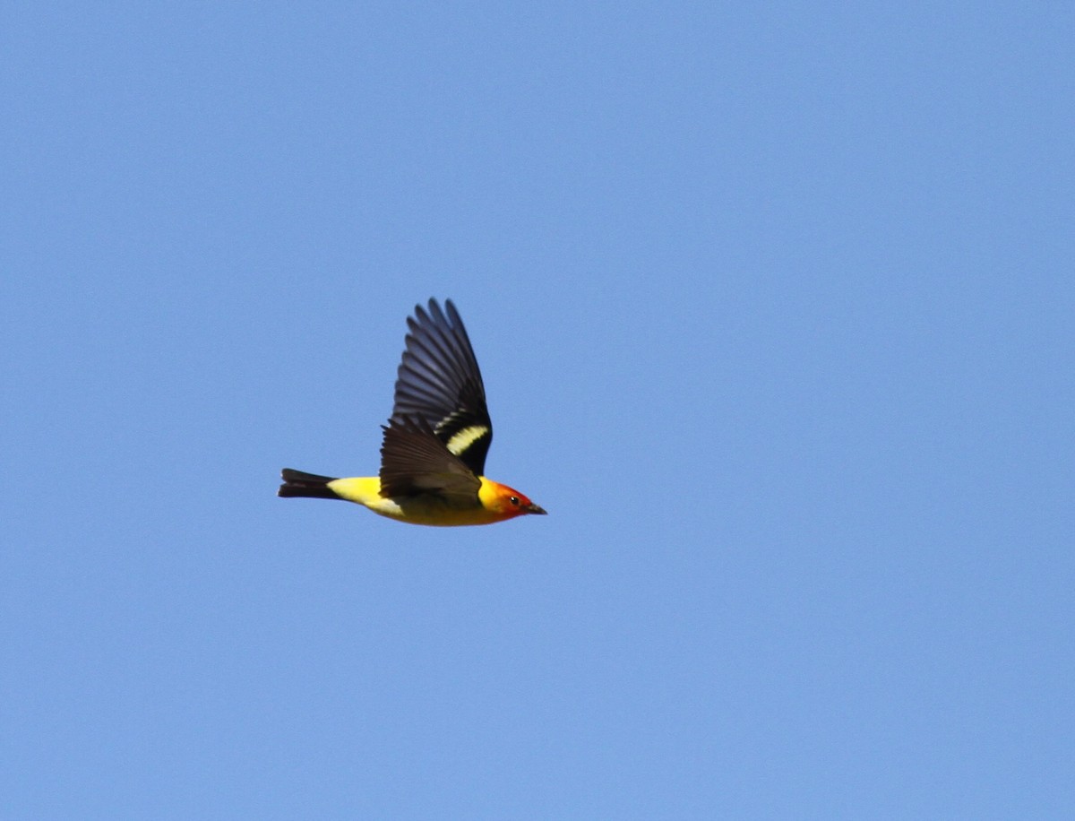 Western Tanager - ML337855391