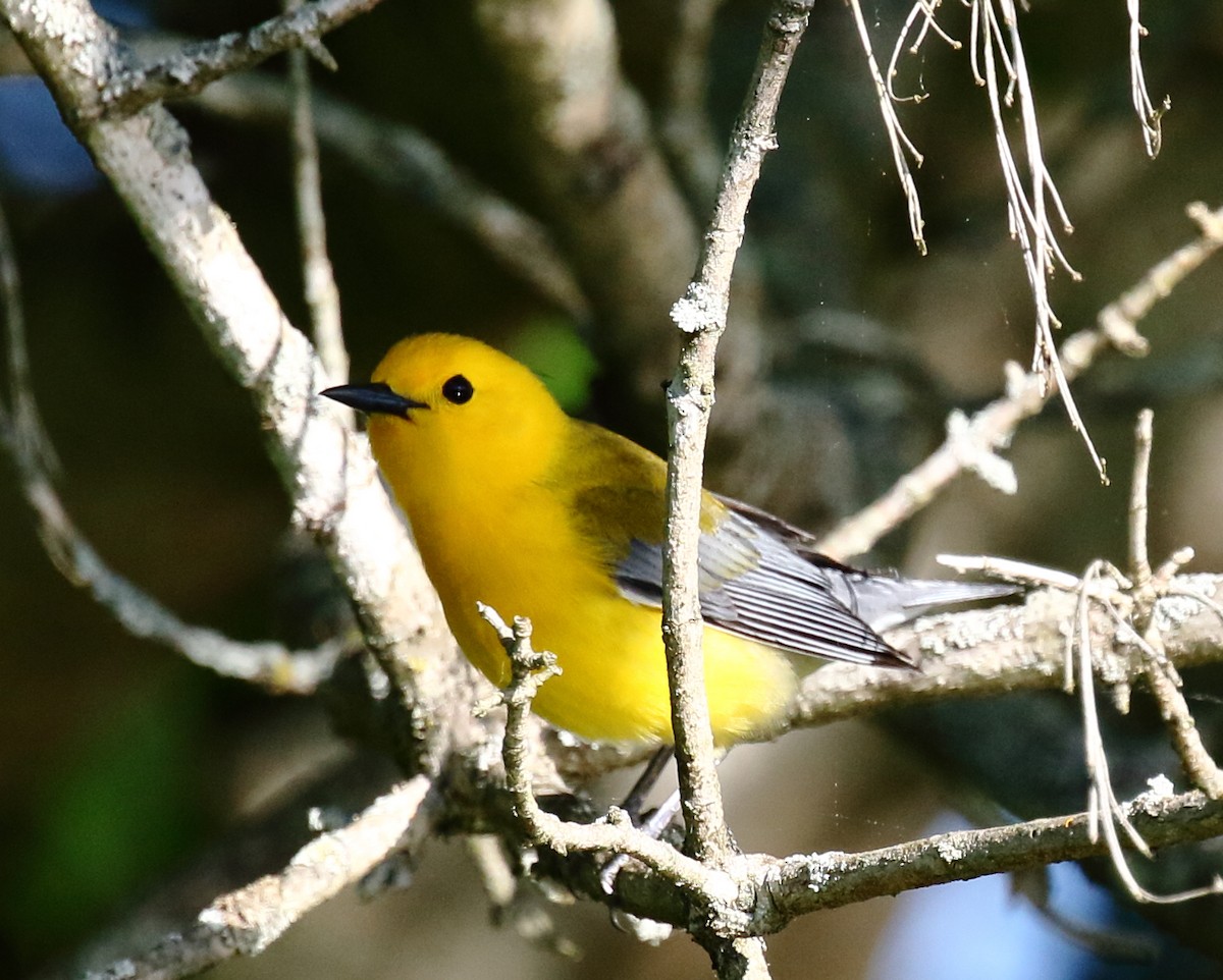 Prothonotary Warbler - ML337870311
