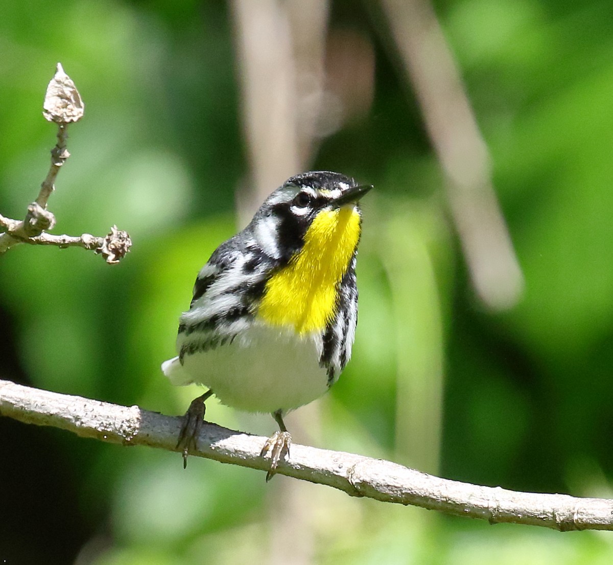 Yellow-throated Warbler - ML337871971